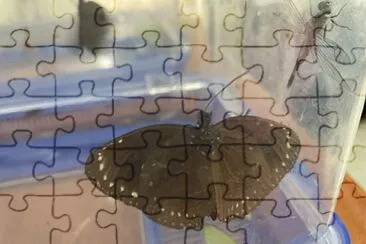 פאזל של 柯惠雯