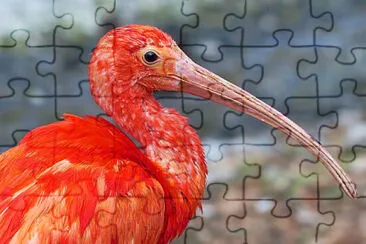 Toy jigsaw puzzle
