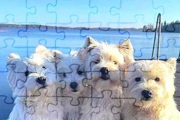 פאזל של perro