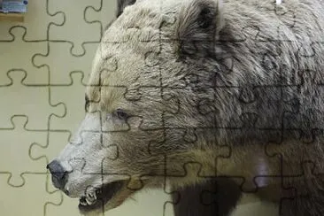 Bear  's Head