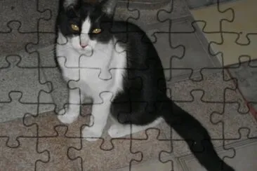 gatos jigsaw puzzle