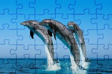 Delfini jigsaw puzzle