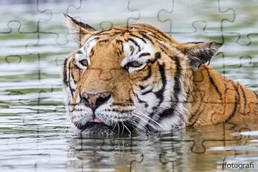Tigre jigsaw puzzle