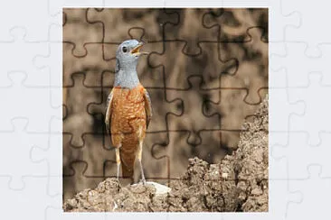 הדר דותן-לקס jigsaw puzzle