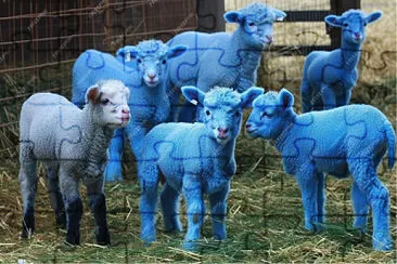Blue baby sheep jigsaw puzzle