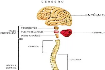 פאזל של Partes del encéfalo y la médula espinal.