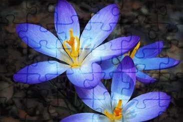 flower jigsaw puzzle