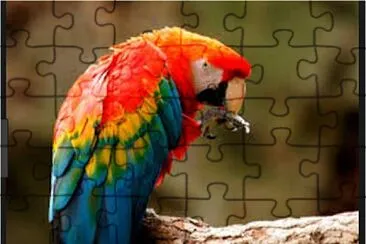 PASSARO3 jigsaw puzzle