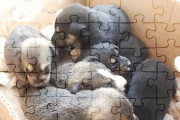 cachorritos