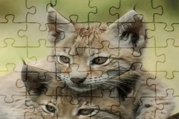 פאזל של .