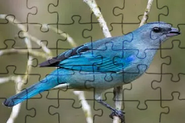Toy jigsaw puzzle