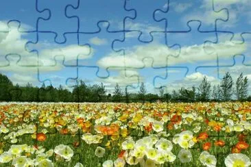 campo primavera