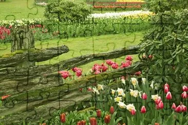 Flores da cerca