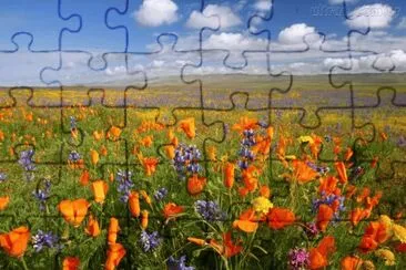 Flores Laranja jigsaw puzzle
