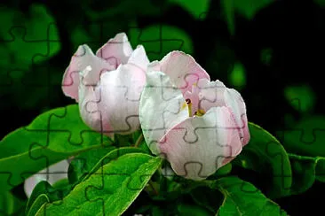 Toy jigsaw puzzle