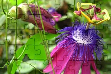 picture jigsaw puzzle