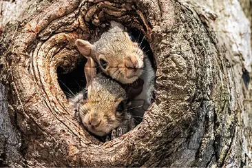 Ardillas jigsaw puzzle