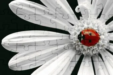 ImÃ¡genes jigsaw puzzle