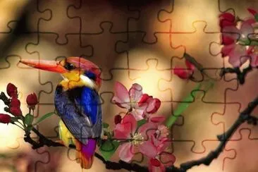 ImÃ¡genes jigsaw puzzle