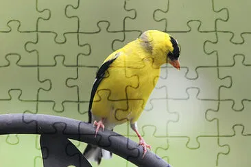 Toy jigsaw puzzle