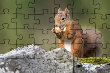 Ardilla jigsaw puzzle