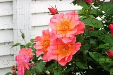 image jigsaw puzzle