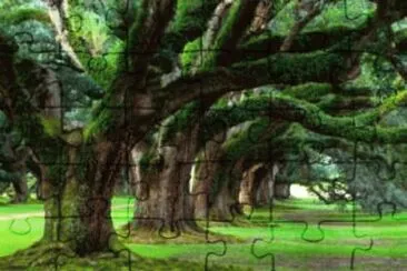 Forest
