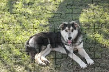 El Lobo