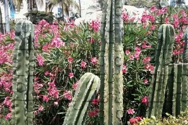 Laurel y Cactos
