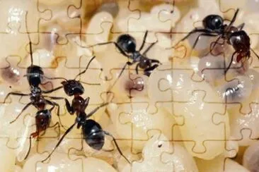 ImÃ¡genes jigsaw puzzle