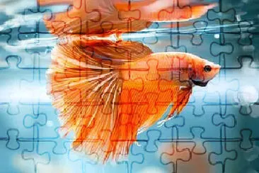 Toy jigsaw puzzle