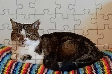 Chat 004 jigsaw puzzle