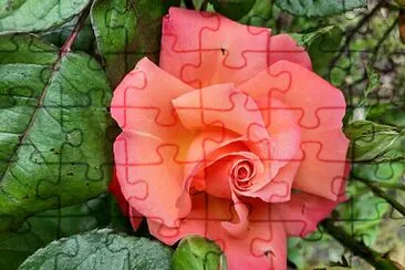 Rose 001 jigsaw puzzle