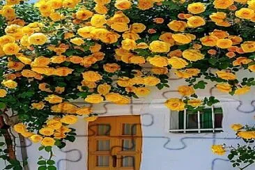 Rosal y puerta amarilla