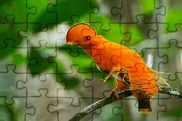 Toy