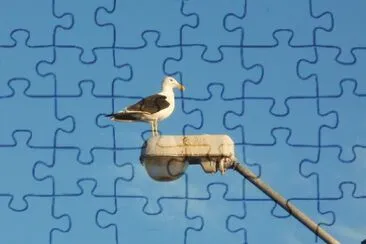 la gaviota jigsaw puzzle