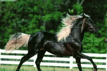 caballos 6
