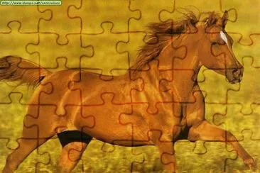 caballos 8