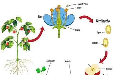 Ciclo de Vida das Angiospermas jigsaw puzzle
