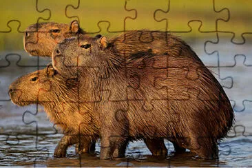 Capibaras jigsaw puzzle