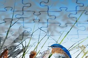 Blue Bird jigsaw puzzle
