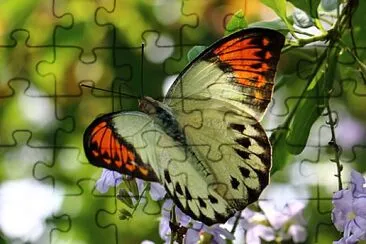 端紅粉蝶 jigsaw puzzle