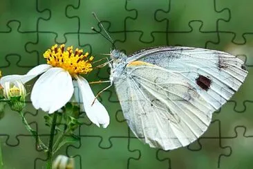 白粉蝶 jigsaw puzzle