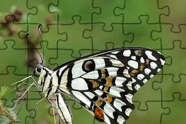 無尾鳳蝶 jigsaw puzzle