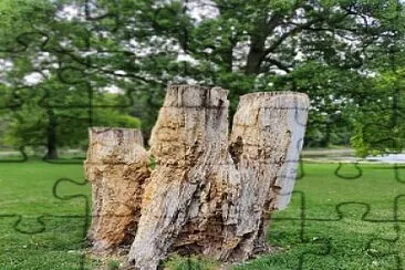 arbre