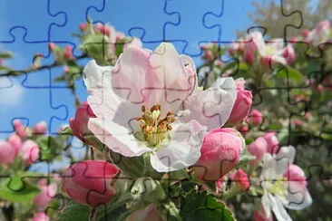 Apfelblüte