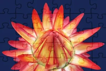 doroh jigsaw puzzle