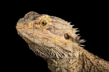 Dragón Barbudo