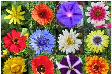 פאזל של Blüten