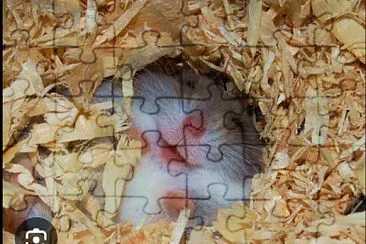 Hamster